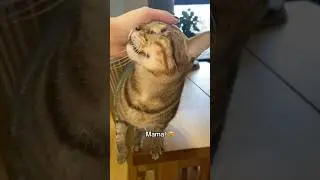 Blind cat meows for his mama 💔