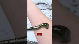 This Man Got Another Alien Pet💀#animals #pets #funny