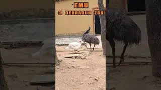 #emu #ostrich #dehradunzoo #malsideerpark #dehradun #uttarakhand #dehradunvlogger #mixtape