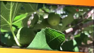 İlekleme, İncirde Lezzeti ve Kaliteyi Yükseltiyor