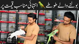 College Road Birds Market | Talking Parrots | Ringneck and Raw leatest Prices