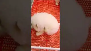 Cute Mini Funniest Animals - Best Of The 2025 Funny Animal Videos #110.2