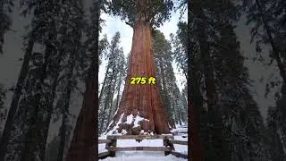 2500 yrs చెట్టు😲 #telugufacts #telugushorts #amazingfacts #shorts #interestingtelugufacts #talltrees