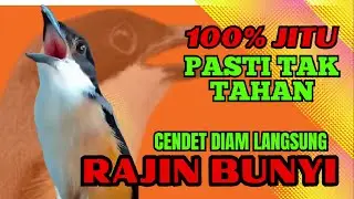 PASTI TAK TAHAN CENDET MENDENGARNYA❗ PANCINGAN CENDET AGAR RAJIN BUNYI❗❗