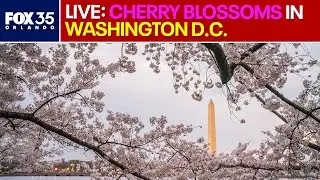 LIVE: Cherry Blossoms bloom in Nation's Capitol, Washington D.C.