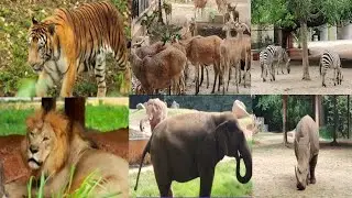 Exploring Mysore Zoo|Virtual tour of Mysore Zoo|Sri Chamarajendra Zoo|Mysore Zoo video|Wild animals