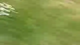 duck fight