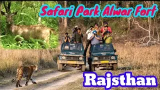 Trip to Jungle Safari of Rajsthan | Alwar fort & Safari park , A complete tour guide  #karnimata