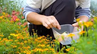 Pourquoi développer une filière des fleurs éco-responsables en Belgique ? 🌸 @Biowallonie