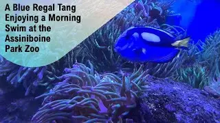 A Blue Regal Tang Enjoying a Morning Swim at the Assiniboine Park Zoo @papaatthezoo