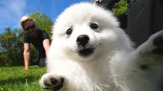 MEET THE *CUTEST* NEW MEMBER OF HAT FILMS!