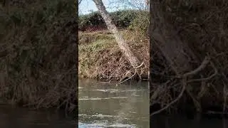 EPIC BOBBER DOWN (hard hook set and fish jumps)