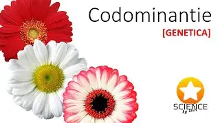 Codominantie [ GENETICA ]