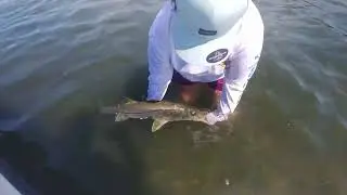 Head First Fishing for Snook in Tampa Bay