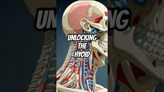 The Hyoid Bone Unveiled