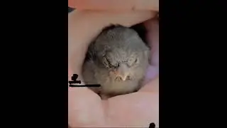 El día en que salvamos al pajarito, lo ayudamos y liberamos ¿Les gustan los animales?