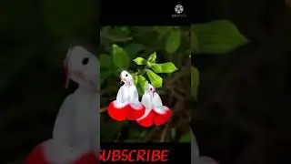 bird shape flowers/beautiful and amazing