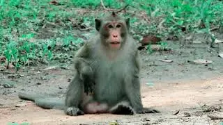 Real life Of Monkeys Why Big Monkey Do Like That? A:646
