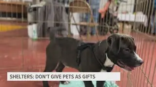 Shelter urges careful consideration in adopting pets during the holidays