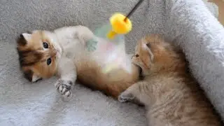The kittens want to play with their toys, but the desire to sleep seems to win out!