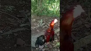 chicken crowing #shortsvideo  #chicken #rooster