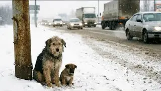 Abandoned in the Snow — A Roadside Rescue That Changed Everything