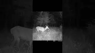 #nature #forest #wildanimal #animals #animal #cameratrap #deer #tallanimals #forestdeer