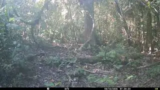Puma (Puma concolor) at Forest Clearing - Napo Moist Forests