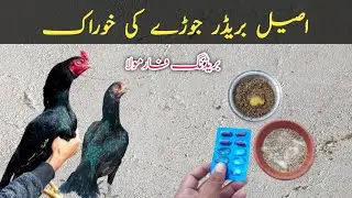 Aseel Breeder Pair Ki Khorak || Aseel Jory Ki Khorak || Breeding Formula #diet #breeding #egg