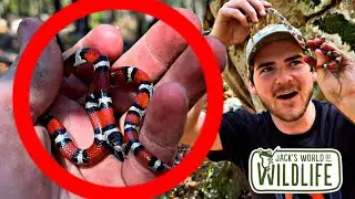 VENOMOUS or NOT??? Milk Snakes!