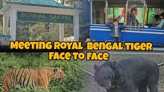 Aaj hum log ke pass se nila Sher !! Watching tiger very closely at Bengal Safari  @ Siliguri #tiger 