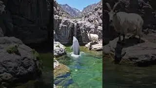 GOAT TALK TO DOLPHIN
