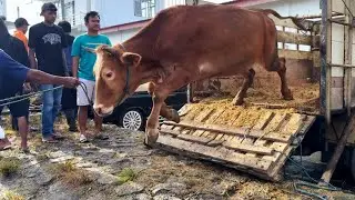 CCTV KUMPULAN SAPI UNIK TURUN DARI TRUK KEPLESET GUYS🔥🔥🔥
