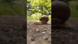 Snail facts alert #snail #science #sciencefacts
