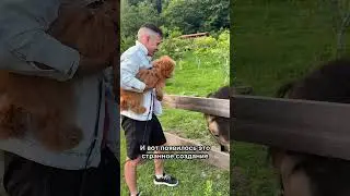 Встреча пуделя с корги, ризеном и пони! Малыш познает мир 🐶 #funnydogvideo #cutedog #puppy