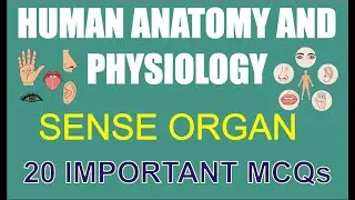 SENSE ORGANS | 20 IMPORTANT MCQs | HUMAN ANATOMY AND PHYSIOLOGY