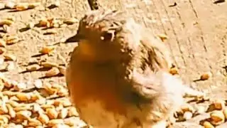 Little baby Robin Redbreast bird, NOT afraid of humans YET, UK wild nature countryside outdoors 