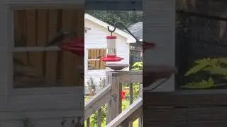 Humming Bird - Apollo's Backyard Wyld Life