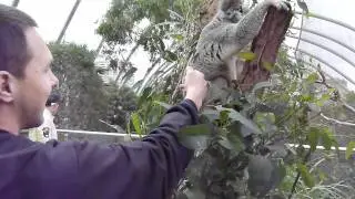 Trip Austr&aacute;lia #35: Wild Life Sydney - &Eacute;rick e o Koala