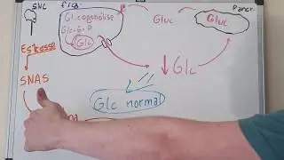Manutenção da glicemia no jejum