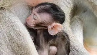 Rainy Season To Make All New Born Baby Monkey Need Warming and Breasting Milk Without Training