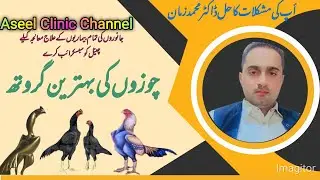 Aseel chicks fast growth tips/chicks fast growth feed