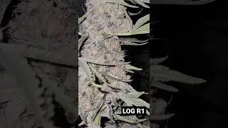 High Alpine Genetics LOGR1