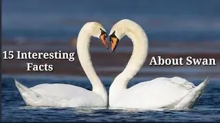 15 interesting facts about swan 🦢🦢 || Swan facts|| The Information Hunt