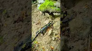 Fire Salamander - The World&rsquo;s Slowest Escape 😁 #amphibia #salamander #shorts