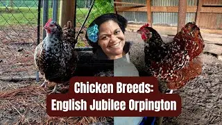 English Jubilee Orpingtons! 🐔 Queen Victoria&rsquo;s Chickens? 👑