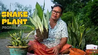 Snake Plant Propagation I How to Propagate Snake Plant by Division Method? Pabitra Garden
