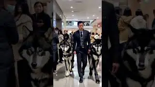Meet my security guards 🐺😈🐺 #wolves #wolf #security #dogs #dog #pets #pet #animals #beasts #fyp