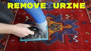 Как очистить ковер от мочи домашних животных. ЭКСТРЕННАЯ СИТУАЦИЯ