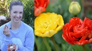 How to Plant Tulip Bulbs Quickly and Easily🌹 // Northlawn Flower Farm